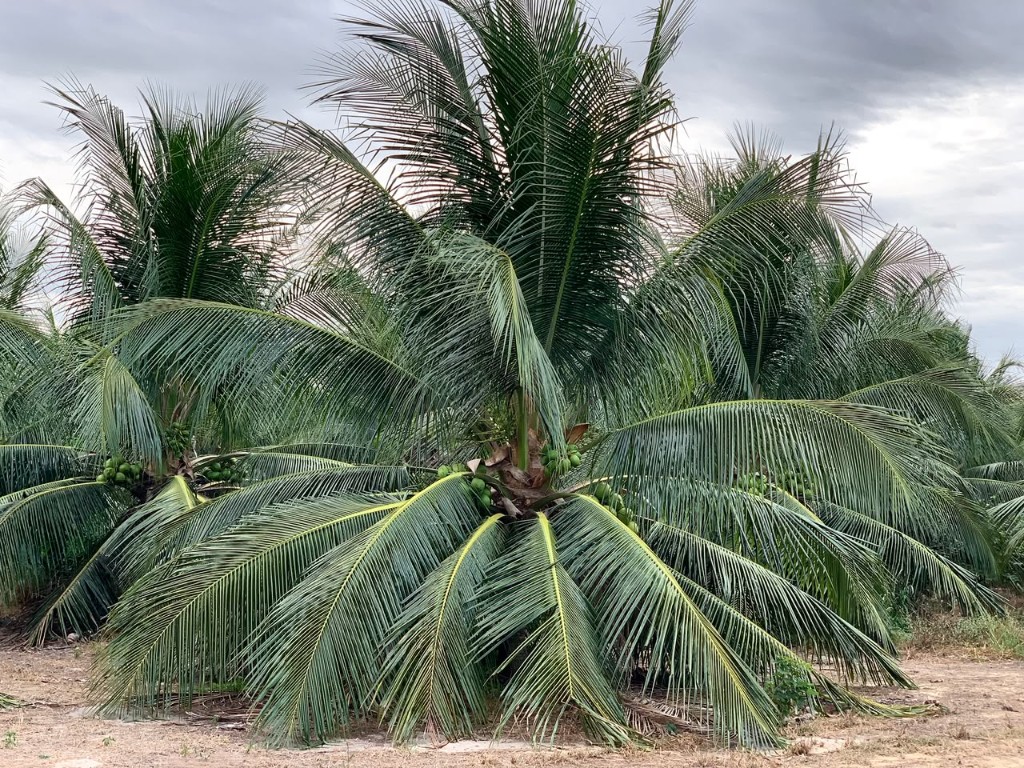 Plantação de coco