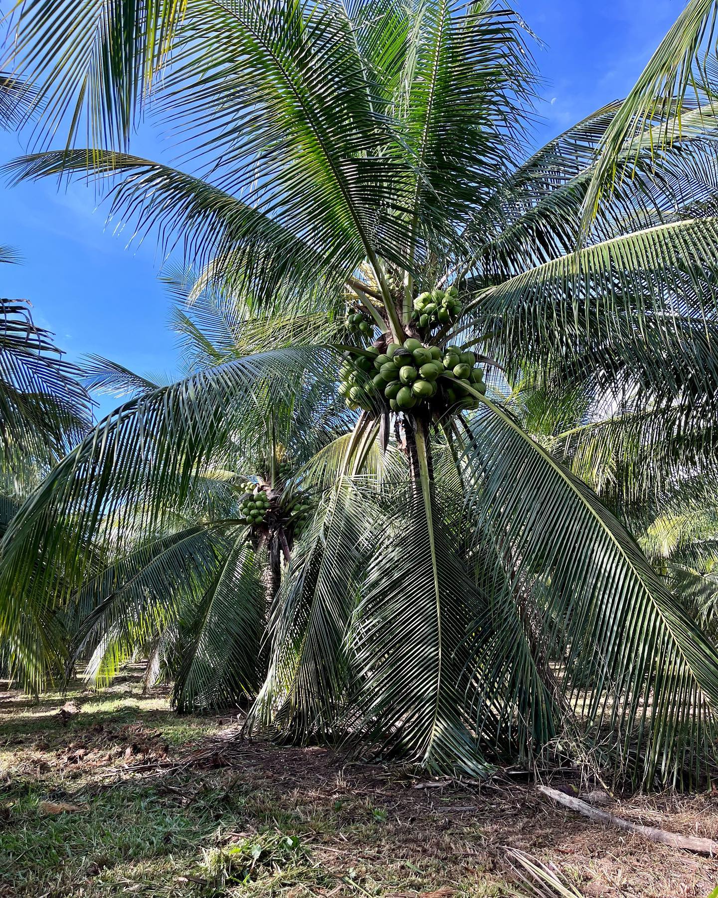 Plantação de coco